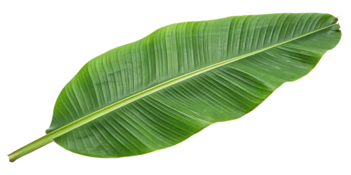 banana leaf on white background