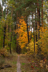 Autumn forest. Walk in nature. Tourism in the forest area.