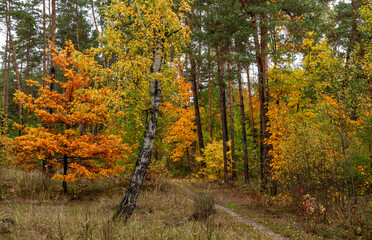 Autumn forest. Walk in nature. Tourism in the forest area.