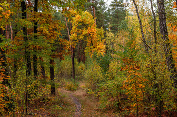 Fototapeta premium Autumn forest. Walk in nature. Tourism in the forest area.