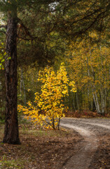 Autumn forest. Walk in nature. Tourism in the forest area.