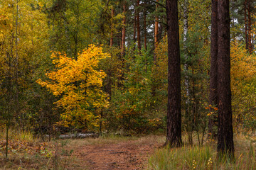 Autumn forest. Walk in nature. Tourism in the forest area.