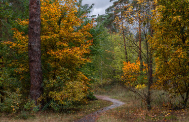 Obraz premium Autumn forest. Walk in nature. Tourism in the forest area.