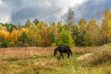 Black horse calmly grazes in the meadow. Autumn forest. Walk in nature. Tourism in the forest area.