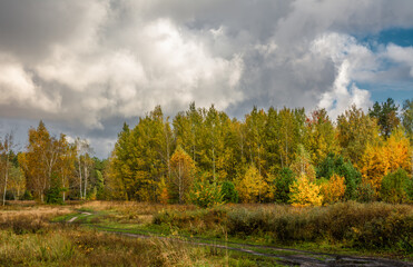 Fototapeta premium Meadow with withered grass on the edge of the forest. Autumn forest. Walk in nature. Tourism in the forest area.