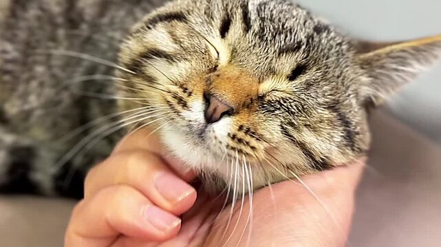 Homeless cat at the shelter waiting for adoption. Homeless animal.