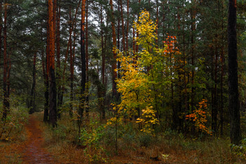 Fototapeta premium Autumn forest. Walk in nature. Tourism in the forest area.