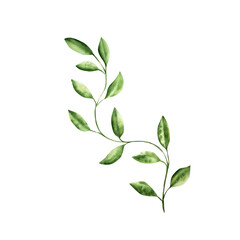 Branch with leaves. Watercolor hand drawn pastel climbing green liana. Isolated botanical illustration on transparent background. Perfect for tropical design projects. For designers, invitations, baby