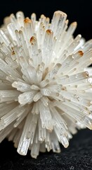 Radiating Beauty - A Close-Up of Mesmerizing White Crystal Cluster.