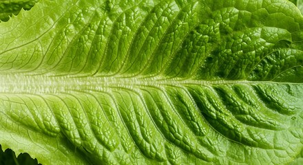 Close-up of Bright Green Lettuce Leaf with Textured Surface and Vibrant Color