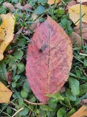 autumn leaves on the ground