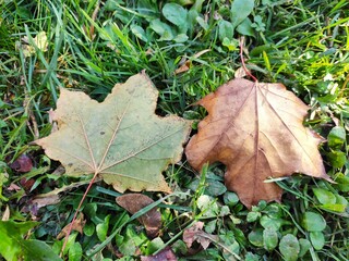 autumn leaves on the ground