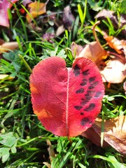 autumn leaves on the ground