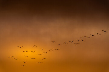 Silhouettes of a flock of African sacred ibis (Threskiornis aethiopicus) flying in curved formation against a moody, cloudy sky at dusk. Cape Town, Western Cape, South Africa. Wildlife in flight.