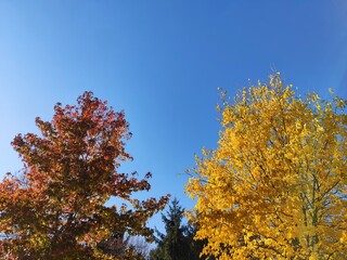 Autumn trees in the park