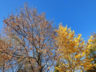Autumn trees in the park