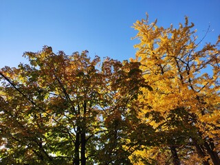Autumn trees in the park