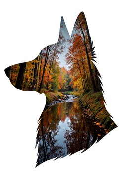 Double exposure illustration with a sheltie head silhouette and a woods