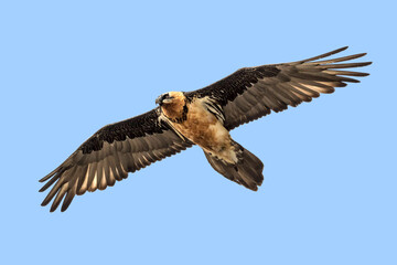 Gipeto (Gypaetus barbatus)