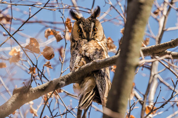 Gufo comune (Asio otus)