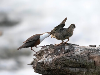 Imbeccata di merlo acquaiolo (Cinclus cinclus)