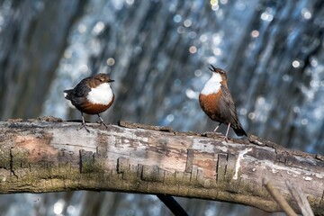 Corteggiamento di merlo acquaiolo (Cinclus cinclus)