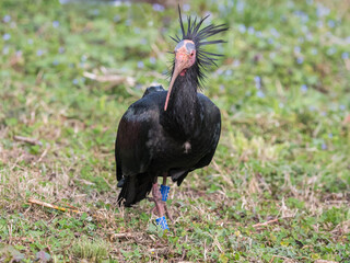Ibis eremita (Geronticus eremita)