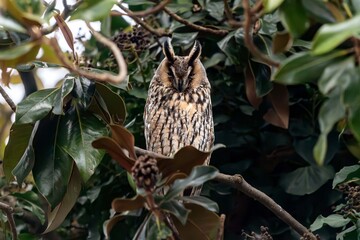 Gufo comune (Asio otus)