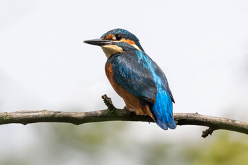 Martin pescatore (Alcedo atthis)