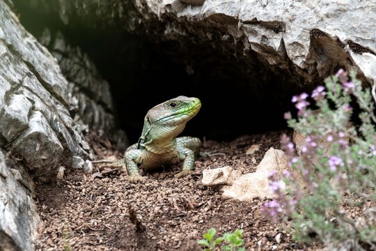 Lucertola ocellata (Timon lepidus)
