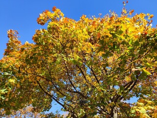 Autumn trees in the park