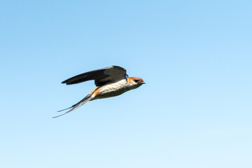 Greater Striped Swallow bird (Cecropis cucullata) in flight or flying against a blue sky with mud in its beak concept nest building or breeding in Cape Town, South Africa
