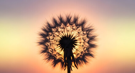 Silhouette of a dandelion against a pastel sunset sky with visible seed head details and soft light