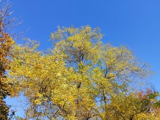 Fototapeta premium yellow autumn leaves