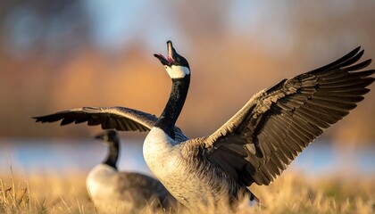Goose with open beak and outstretched wings against a blurred, soft background of autumnal colors and water