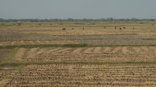 Agricultural fields along the West Bengal Bangladesh border, Border fencing in background, Wide shot