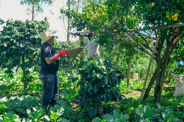 Farmers Harvesting Fresh Oranges in Lush Orchard Under Sunny Sky