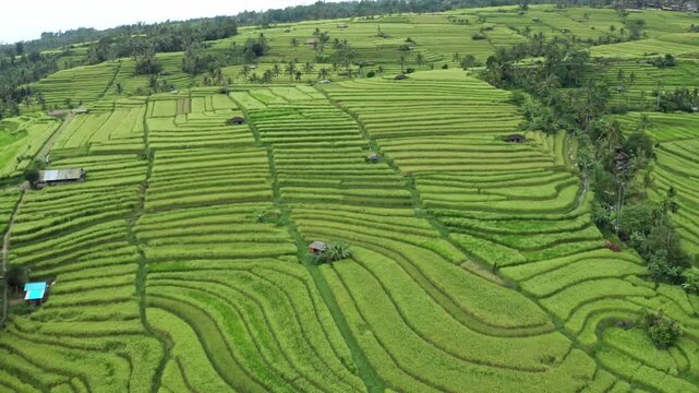 Aerial view showcasing the lush, vibrant green terraces of the Jatiluwih rice fields in Bali, Indonesia. This UNESCO World Heritage site is famous for its cascading agricultural landscape.