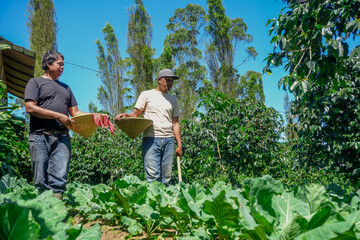 Farmers Harvesting Crops With Woven Baskets Under Bright Sun in Lush Green Plantation