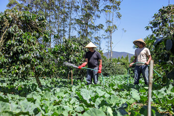 Two Farmers Diligently Watering Vibrant Coffee Plants and Cabbage in Lush Tropical Farm