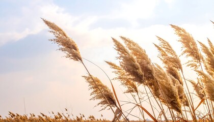 Golden pampas grass swaying in the breeze against a bright sky at sunset, evoking a peaceful and natural scene