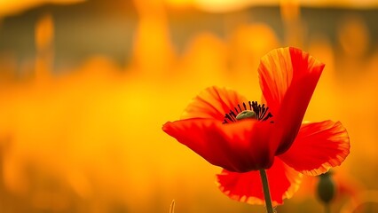 Vibrant red poppy flower bathed in golden sunset light, capturing nature's delicate beauty.