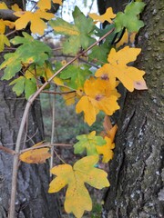 autumn leaves on a tree