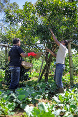 Harvesting Fresh Oranges Together in Sunny, Vibrant Orchard With Lush Green Foliage