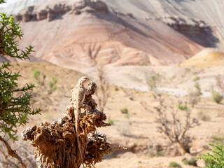 Agama/Lizard Altyn-Emel NP Kazakhstan © RTWriders
