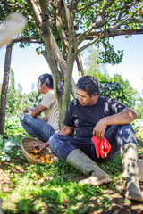 Farmers Relax Under Orange Trees After Harvest in Lush Orchard