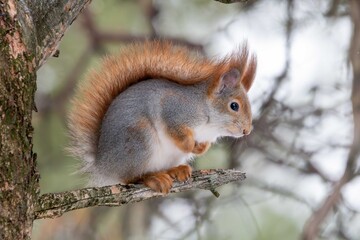 Scoiattolo rosso scandinavo (Sciurus vulgaris)