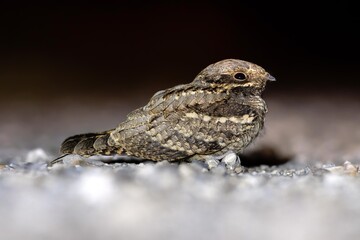 Succiacapre (Caprimulgus europaeus)