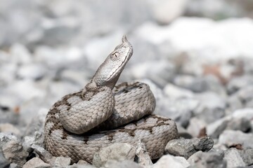 Vipera dal corno (Vipera ammodytes)