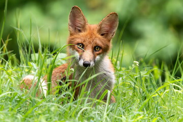 Giovane volpe (Vulpes vulpes)
